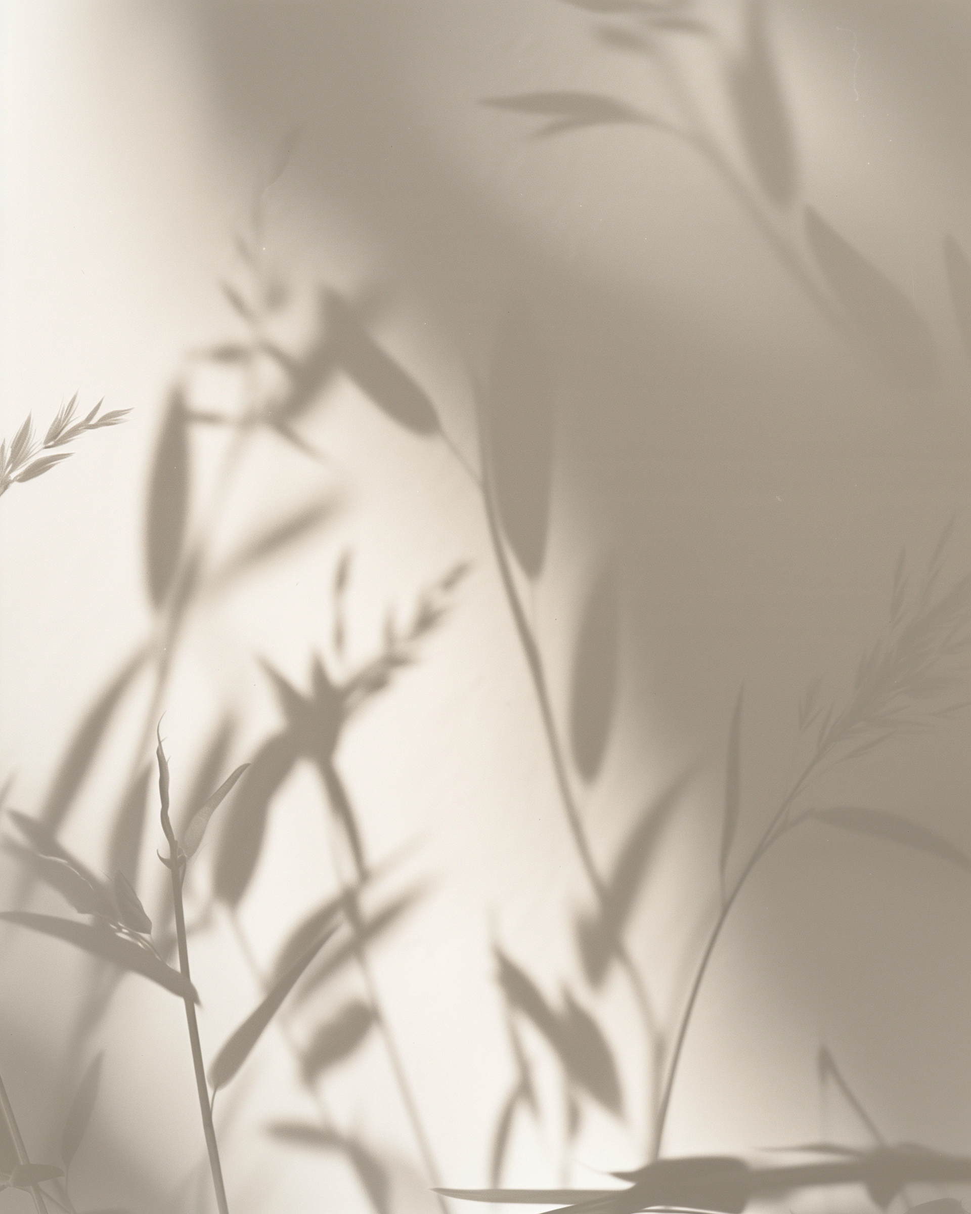 IMAGE SHADDOW NATURE